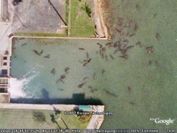 Seekühe tummeln sich in einem Warmwasserbecken nahe eines Kraftwerks in Florida