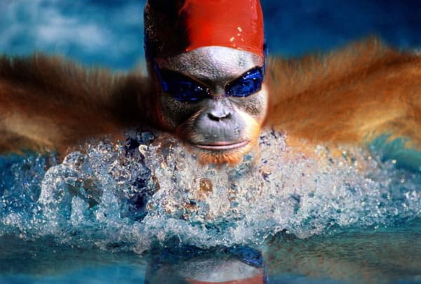 Orang Utan als Schwimmer (Fotomontage: worth1000.com)