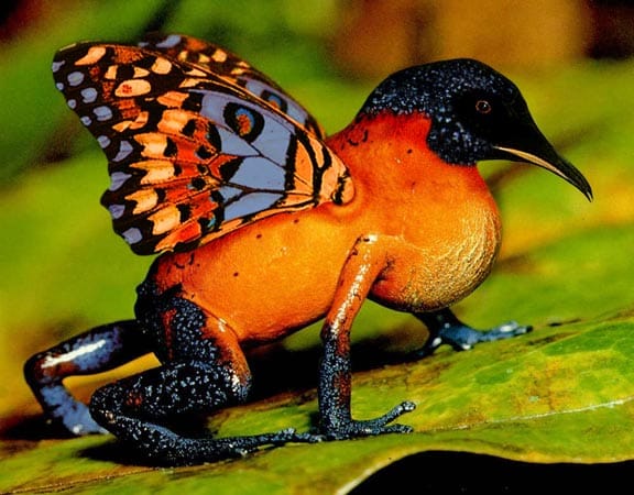 Kreuzung aus Schmetterling, Vogel und Frosch (Fotomontage: worth1000.com)