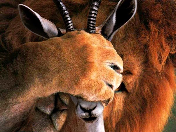 Löwe spielt mit Antilope (Fotomontage: worth1000.com)