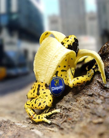 Chiquita-Frosch (Fotomontage: worth1000.com)
