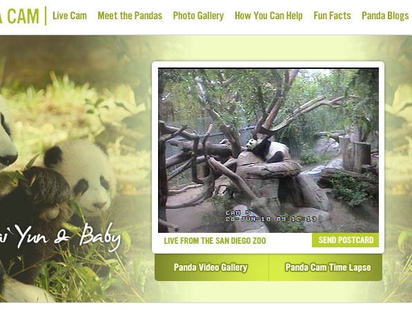 Pandacam des Zoo San Diego. (Screenshot: t-online.de)