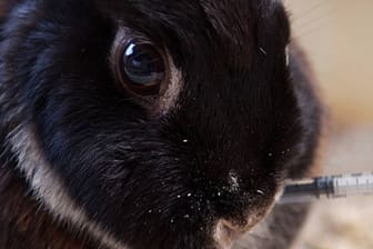 Kaninchen: Auch Kaninchen sollten gegen schlimme Seuchen geimpft werden.