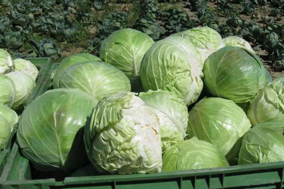 Weißkohl ist reich an Vitamin C und Lutein - gut für die Augen!