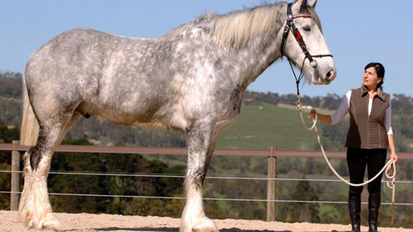 Pferde: "Noddy" ist das größte Pferd der Welt.
