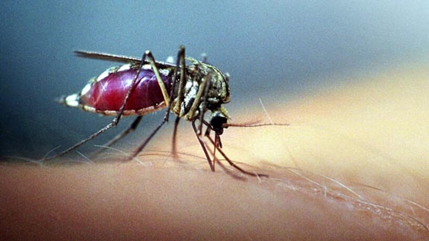 Mücke als lebende Impfnadel statt Überträger von Erregern?