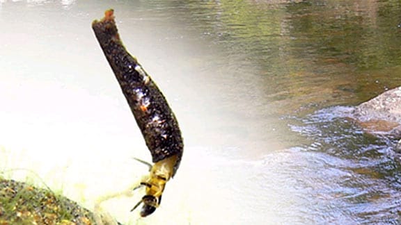 Diese Raupe kann sowohl an Land als auch im Wasser leben