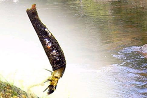 Diese Raupe kann sowohl an Land als auch im Wasser leben
