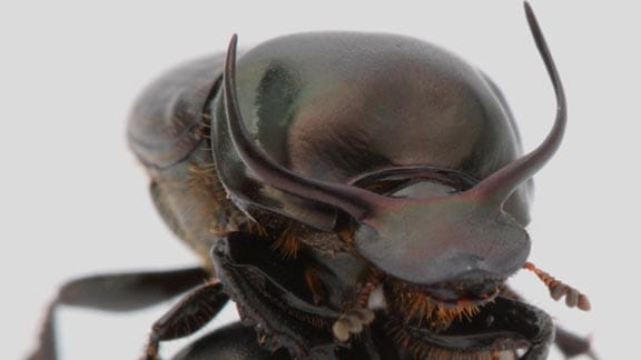 Der Käfer "Onthophagus taurus" kann das 1141-fache seines Körpergewichts ziehen
