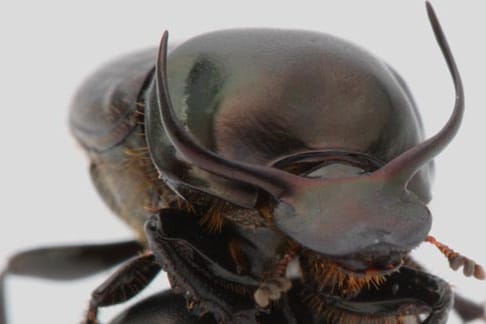 Der Käfer "Onthophagus taurus" kann das 1141-fache seines Körpergewichts ziehen