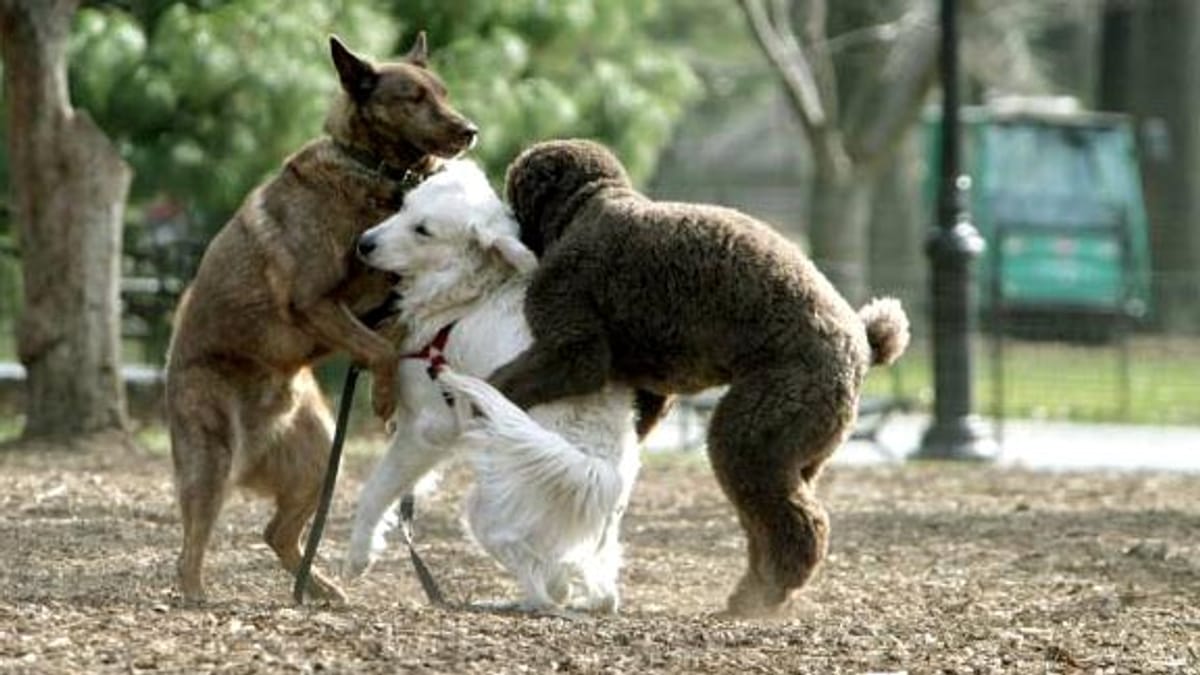 Hunde: Brauchen Hunde Sex?