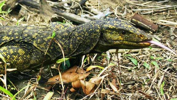 Die Entdeckung der neuen Riesenwarane auf den Philippinen gilt als große Überraschung. Die Entdeckung der neuen Riesenwarane auf den Philippinen gilt als große Überraschung.