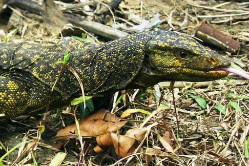 Die Entdeckung der neuen Riesenwarane auf den Philippinen gilt als große Überraschung.