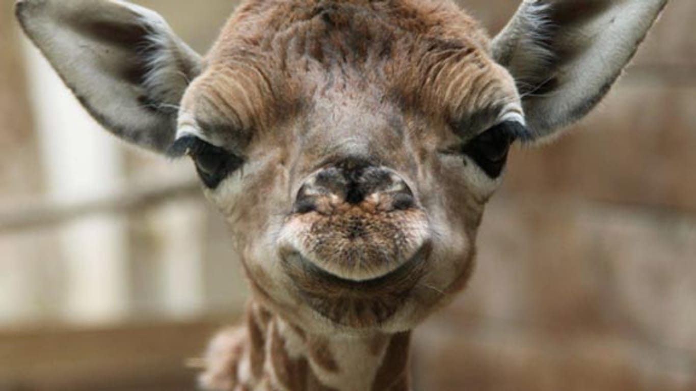 Baby-Giraffe "Knopf".