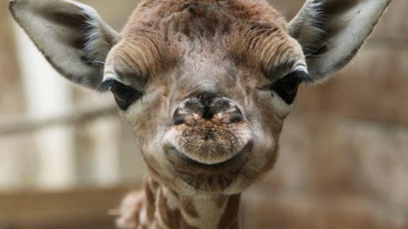 Baby-Giraffe "Knopf".