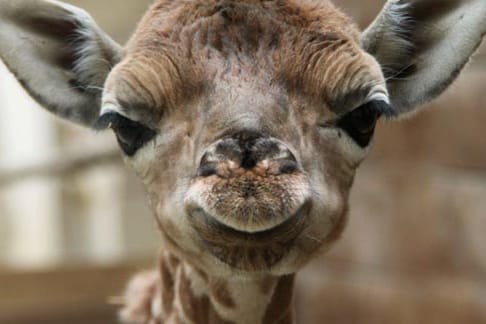 Baby-Giraffe "Knopf".