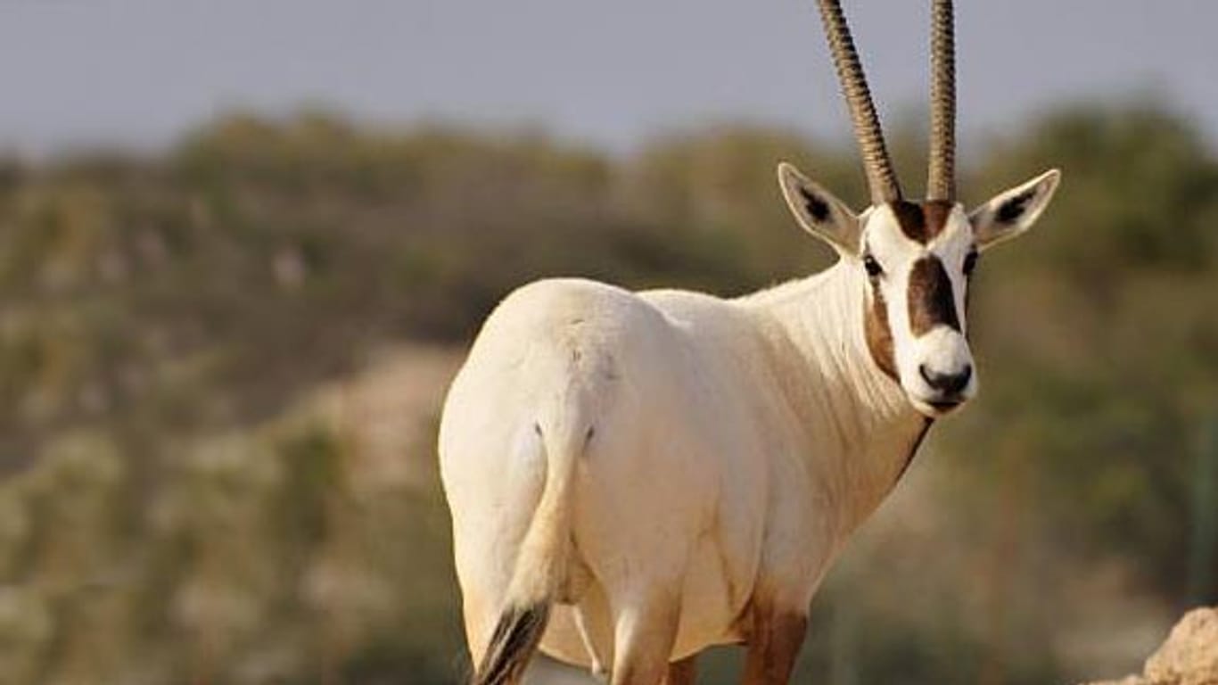 Die Arabische Oryx-Antilope: Strahlend weißes Fell und schwarze Flecken im Gesicht