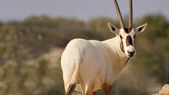 Die Arabische Oryx-Antilope: Strahlend weißes Fell und schwarze Flecken im Gesicht