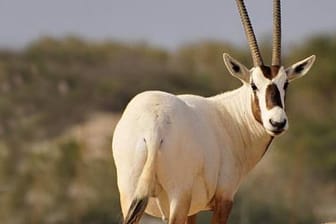 Die Arabische Oryx-Antilope: Strahlend weißes Fell und schwarze Flecken im Gesicht