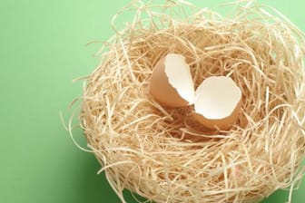 Nest mit leerer Eierschale.