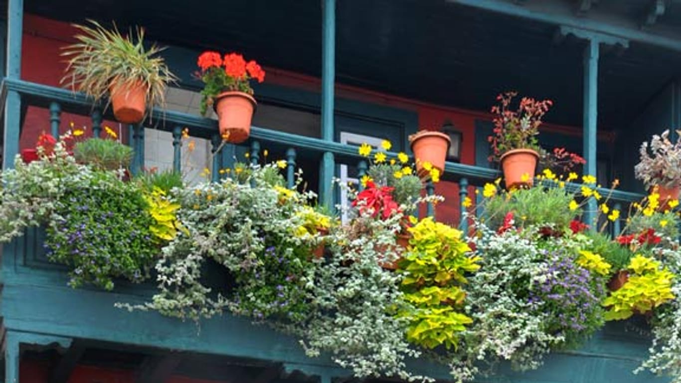 Bakonpflanzen: Ob der Balkon zur Blütenoase wird, entscheidet die Sonneneinstrahlung.
