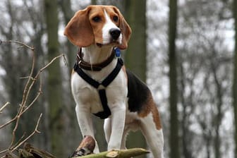 Hunde: Nicht jeder Jäger sieht Hunde gerne in seinem Wald.