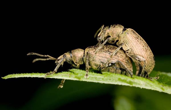Schädlinge: Dickmaulrüssler sind gefräßig und vor allem nachts unterwegs. Um sie zu beseitigen, können so genannte Nematoden verwendet werden. Das sind Fadenwürmer, die sich in den Käferlarven festsetzen und sie von innen auffressen.