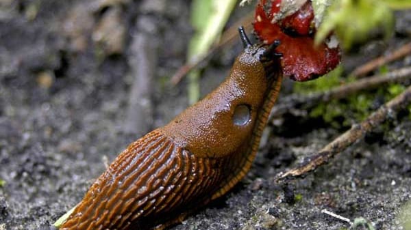 Schädlinge: Nacktschnecken sind der Feind eines jeden Gärtners. Mit speziellen Schneckenzäunen kann man sie in Schach halten.