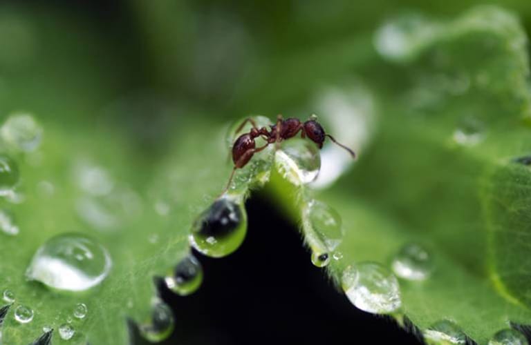Schädlinge: Ameisen sind nervig, aber nützlich. Sie lockern den Boden auf und verteilen Pflanzensamen. Deswegen sollte man gnädig mit ihnen sein. Wen die Ameisenstraßen besonders stören, der kann sie mit einem Leimring aus dem Fachhandel unterbrechen.