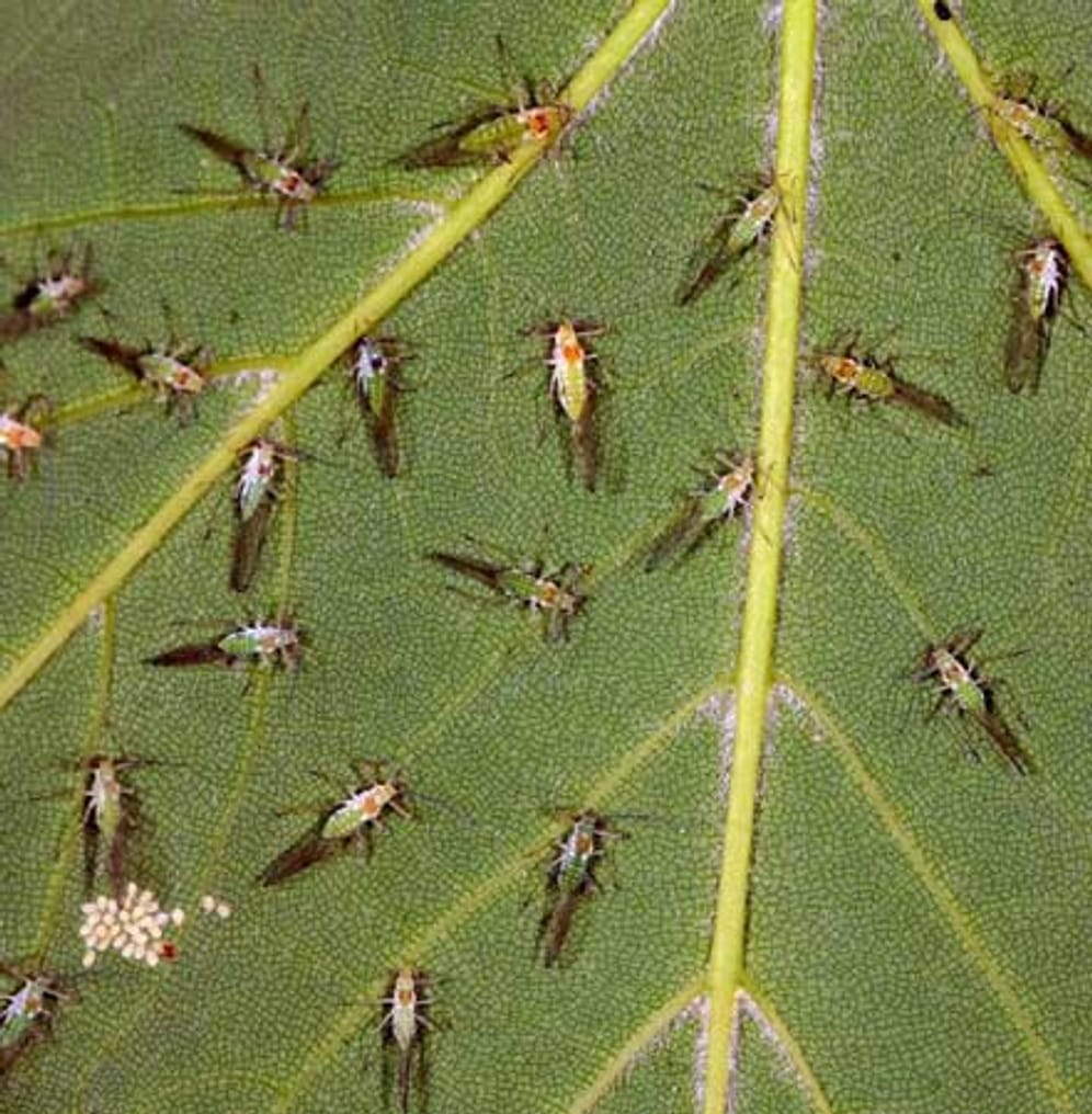 Schädlinge: Blattläuse rauben Pflanzen den letzten Saft. Eine wirksame und natürliche Waffe gegen die Schädlinge: Marienkäfer. Aber auch mit systemischen Schädlingsmitteln aus dem Fachhandel kann man die Läuse bekämpfen.