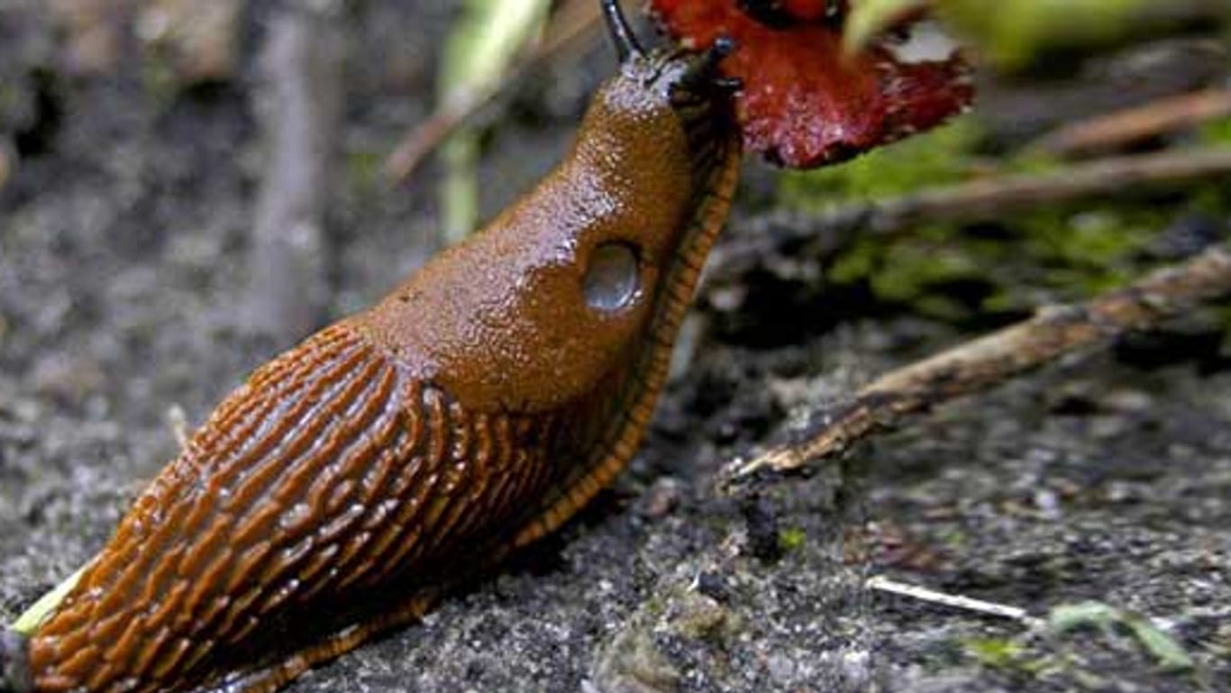 Schädlinge: Schädlinge, wie diese Nacktschnecke, bringen Gärtner regelmäßig zur Weißglut.