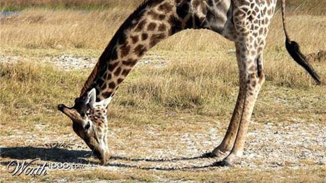 Zweibeinige Giraffe (Fotomontage: worth1000.com)