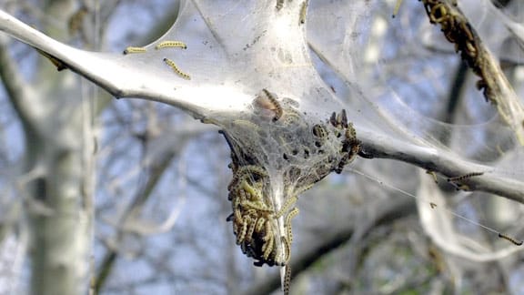 Insektenplage: In Hamburg überziehen die Gespinstmotten Bäume mit ihren weißen Netzen (Archivfoto: dpa)
