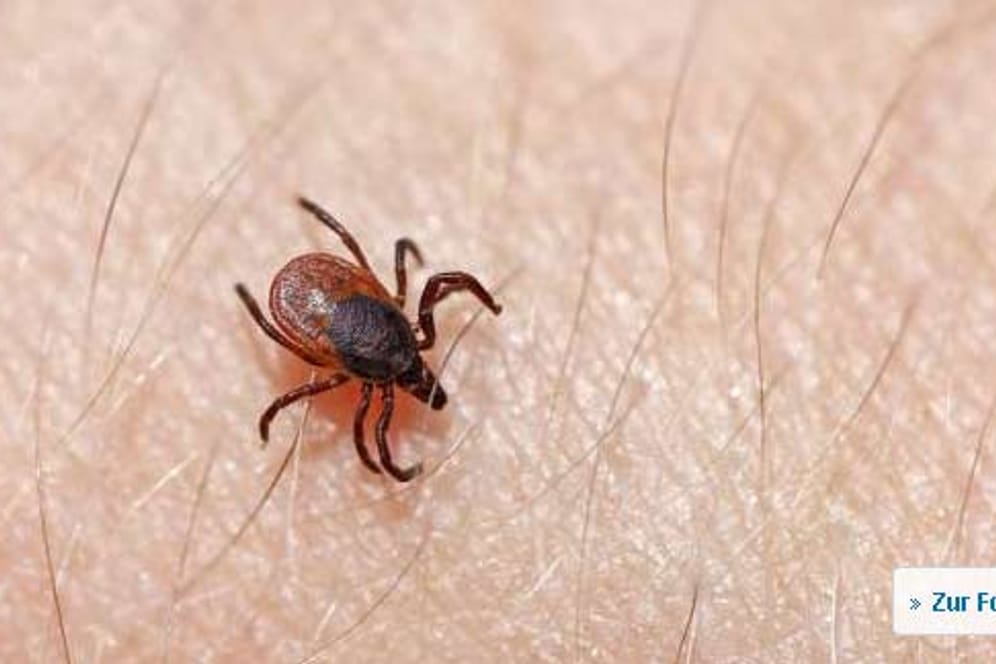 Zecken entfernen: Zecken beißen nicht sofort zu.