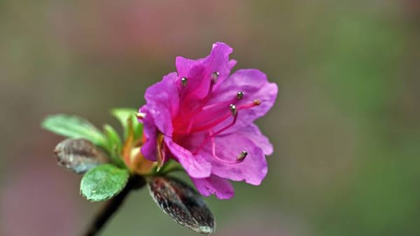 Rhododendron