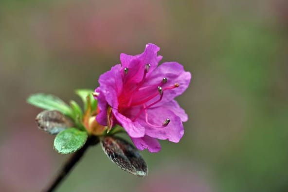 Rhododendron