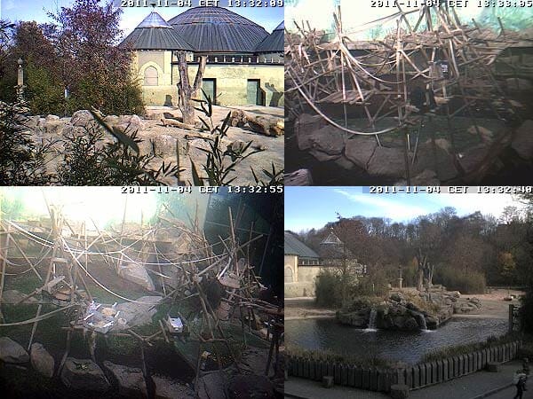 Webcams Tierpark Hellabrunn. (Screenshot: t-online.de)