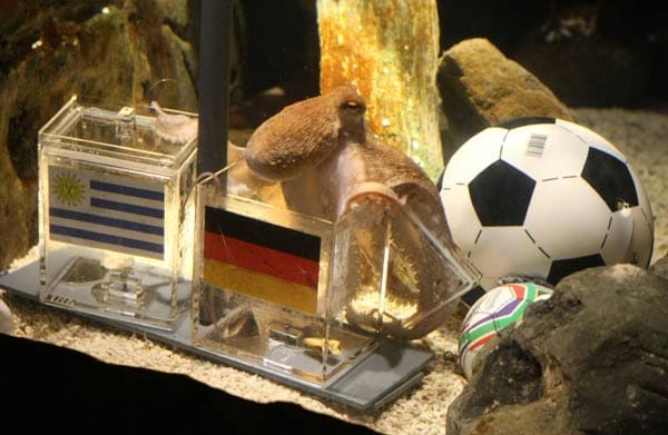 TOP: Paul. Die treffsichere Krake aus Oberhaus erobert die Welt. Durch die richtigen Vorhersagen der deutschen Spiele erlangte Paul weltweite Aufmerksamkeit. Die Spanier wollen sogar 30.000 Euro für die Krake zahlen. TOP: Paul. Die treffsichere Krake aus Oberhaus erobert die Welt. Durch die richtigen Vorhersagen der deutschen Spiele erlangte Paul weltweite Aufmerksamkeit. Die Spanier wollen sogar 30.000 Euro für die Krake zahlen.