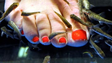 Pediküre: Fische knabbern Füße schön