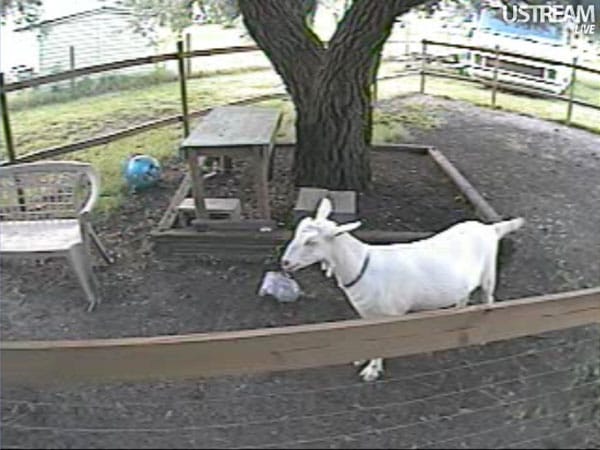 Goatslive.com: Webcam zeigt Ziegen.