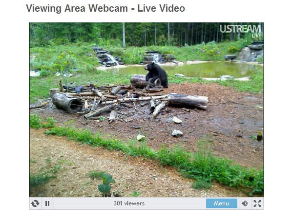 Webcam des North American Bear Center