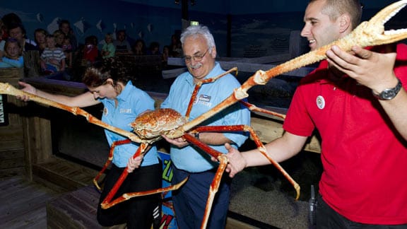 Riesenkrabbe "Crabzilla" zieht nach Scheveningen.