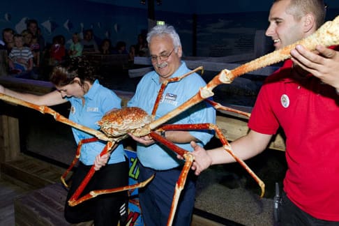 Riesenkrabbe "Crabzilla" zieht nach Scheveningen.