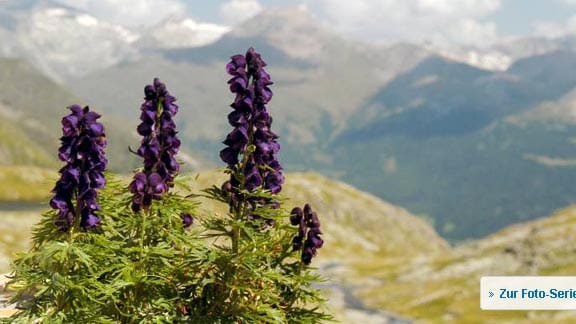 Giftige Gartenpflanzen: Der blaue Eisenhut ist die giftigste Gartenpflanze.