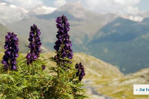 Giftige Gartenpflanzen: Der blaue Eisenhut ist die giftigste Gartenpflanze.