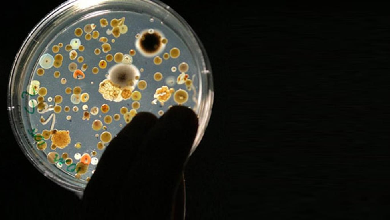 Bakterienwachstum in einer Petrischale (Archivfoto: imago)