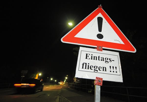 Schilder mit der Aufschrift "Eintagsfliegen!" warnen Autofahrer und Fußgänger