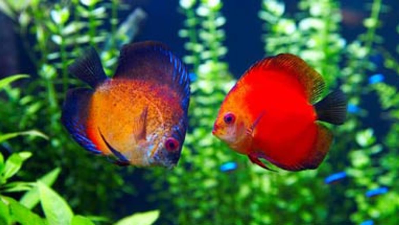 Aquaristik: Tipps für fidele Fische.
