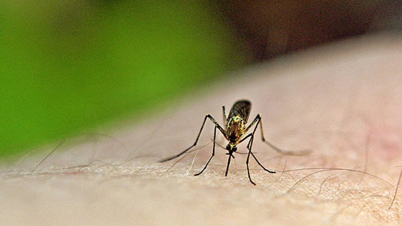 Mückenschutz: Pieksende Mücken können die Freude am Sommer gewaltig trüben.