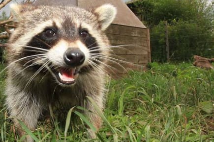 Waschbär: Der Waschbär macht sich auch in deutschen Gärten breit.